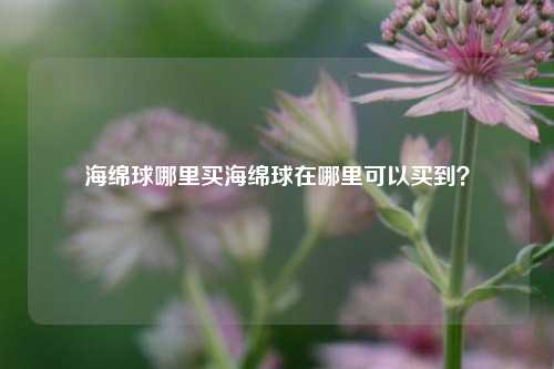 海绵球哪里买海绵球在哪里可以买到？
